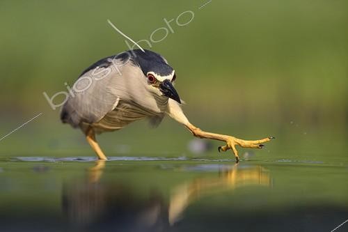 Biosphoto | 2049428 | Black-crowned night heron stalking prey - Hungary | &copy; Bernd Zoller / imageBROKER / Biosphoto