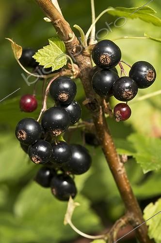 Biosphoto | 1941434 | Black Currant berries - Denmark | &copy; Steen Drozd Lund / Biosphoto