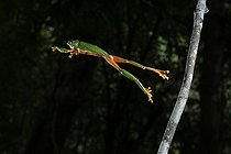 Biosphoto | 2446270 | Black-eyed frog (Agalychnis moreletii) jumping from the tree branch. El Ocote Biosphere Reserve, Chiapas, Mexico. | &copy; Jorge Figueroa / Biosphoto