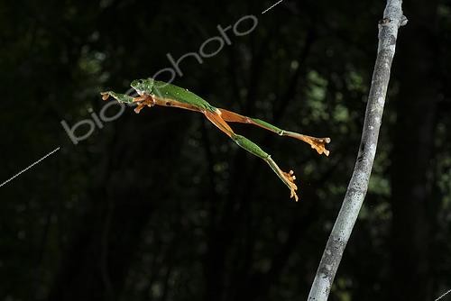 Biosphoto | 2446270 | Black-eyed frog (Agalychnis moreletii) jumping from the tree branch. El Ocote Biosphere Reserve, Chiapas, Mexico. | &copy; Jorge Figueroa / Biosphoto