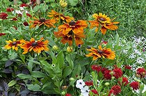 Biosphoto | 1293553 | Black-eyed Susan 'Golden Brown' in bloom in a garden | &copy; Frédéric Didillon / Biosphoto