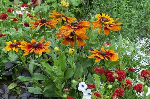 Biosphoto | 1293553 | Black-eyed Susan 'Golden Brown' in bloom in a garden | &copy; Frédéric Didillon / Biosphoto