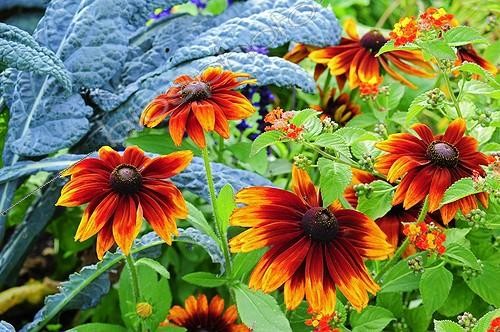 Biosphoto | 901196 | Black-eyed Susan 'Golden Brown' in bloom in a garden | &copy; Frédéric Didillon / Biosphoto