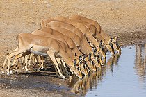 Biosphoto | 2461624 | Black-faced impala (Aepyceros melampus petersi) drinking at the water hole, Etosha, Namibia | &copy; Marco Valentini / Biosphoto