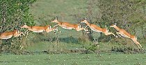 Biosphoto | 953382 | Black-faced Impala jumping Masaï Mara NR Kenya | &copy; Michel Bureau / Biosphoto