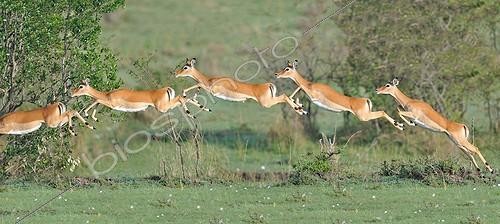 Biosphoto | 953382 | Black-faced Impala jumping Masaï Mara NR Kenya | &copy; Michel Bureau / Biosphoto