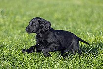 Biosphoto | 2598117 | Black flat-coated retriever, cute 9-week-old puppy running in field, gundog, hunting dog breed originating from England | &copy; alimdi / Arterra / Sven Erik Arndt / imageBROKER / Biosphoto