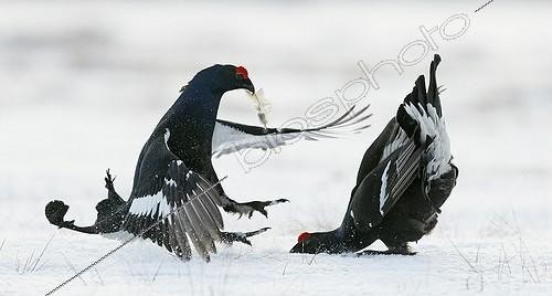 Biosphoto | 2010017 | Black Grouse fighting in the snow - Finland | &copy; Markus Varesvuo / Biosphoto