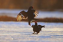 Biosphoto | 2577503 | Black Grouse (Lyrurus tetrix) fight on a peat bog during the breeding season in Finland. | &copy; Christophe Perelle / Biosphoto