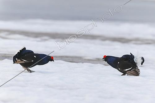 Biosphoto | 2610320 | Black grouse (Lyrurus tetrix), males fighting on the snow during courtship, Norway | © Emile Barbelette / Biosphoto