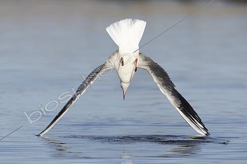 Biosphoto | 2574854 | Black-headed Gull (Chroicocephalus ridibundus), adult diving into the water, Campania, Italy | &copy; Saverio Gatto / Biosphoto