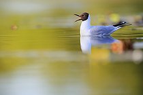 Biosphoto | 2588291 | Black-headed Gull (Chroicocephalus ridibundus) posing on a pond in the Brenne Regional Nature Park, Centre-Val de Loire, France | &copy; Christophe Perelle / Biosphoto