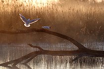 Biosphoto | 2497231 | Black-headed Gull (Chroicocephalus ridibundus) in the early morning against the light, Brenne, France | &copy; Bruno Cavignaux / Biosphoto