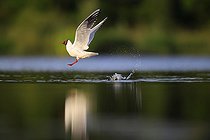 Biosphoto | 2588289 | Black-headed gull (Chroicocephalus ridibundus) on a pond in the Brenne Regional Nature Park, Centre-Val de Loire, France | &copy; Christophe Perelle / Biosphoto