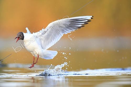 Biosphoto | 2588292 | Black-headed gull (Chroicocephalus ridibundus) on a pond in the Brenne Regional Nature Park, Centre-Val de Loire, France | &copy; Christophe Perelle / Biosphoto
