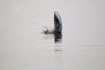 Biosphoto | 1252553 | Black-headed gull diving into the water to fish France | &copy; Thierry Van Baelinghem / Biosphoto