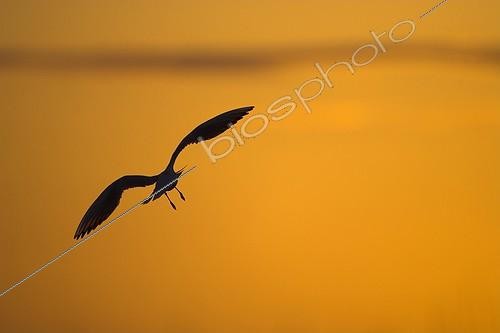 Biosphoto | 621364 | Black headed Gull flying at sunset Brenne France | &copy; Christophe Perelle / Biosphoto