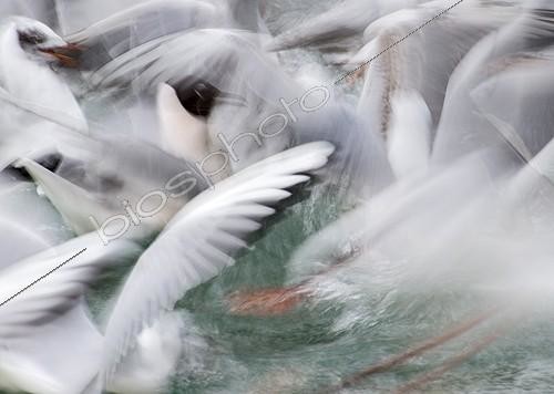 Biosphoto | 2011521 | Black-headed Gulls squabbling over bread - Lake Geneva | &copy; David Tipling / Biosphoto