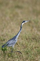 Biosphoto | 1527787 | Black-headed Heron (Ardea melanocephala), Masai Mara, national park, Kenya, East Africa | &copy; Bernd Zoller / imageBROKER / Biosphoto