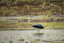 Biosphoto | 2601759 | Black Heron (Egretta ardesiaca) fishing with an umbrella in a swamp in Namibia, Africa. | &copy; Alain Roux / Biosphoto