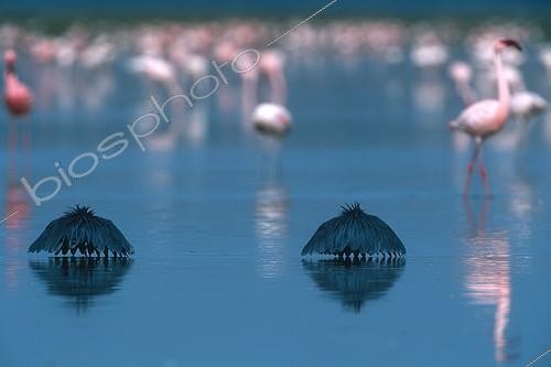 Biosphoto | 67095 | Black Herons canopy fishing Lake Baringo Kenya | &copy; Tony Crocetta / Biosphoto