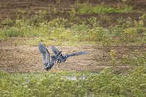 Biosphoto | 2601758 | Black Herons (Egretta ardesiaca) fighting in a swamp in Namibia, Africa | &copy; Alain Roux / Biosphoto