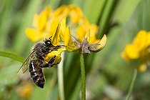 Biosphoto | 2453736 | Black honey bee (Apis mellifera mellifera) on Horseshoe vetch (Hippocrepis comosa), Vosges du Nord Regional Nature Park, France | &copy; Michel Rauch / Biosphoto