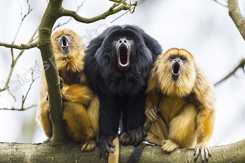 Biosphoto | 1992622 | Black howlers on a branch | &copy; Juan-Carlos Muñoz / Biosphoto
