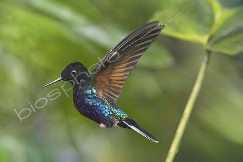 Biosphoto | 2619385 | Black Jacobin (Florisuga fusca), in flight in the equatorial forest, the cloud forest. Its aerodynamic silhouette, slender and elongated beak, perfect for reaching the nectar deep within flowers, and its plumage predominantly deep black around the head, throat, and upper chest. The lower part of its body and the upper part of its wings display metallic blue-green and emerald hues. These iridescent reflections do not come from pigments, but from the refraction of light on the structure of its feathers. Its wings are spread in a dynamic hovering posture. | &copy; Claudius Thiriet / Biosphoto
