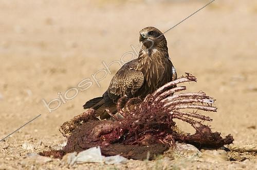 Biosphoto | 2086518 | Black kite (Milvus migrans) on carrion, Najd Plateau, Saudi Arabia | &copy; Olivier Couppey / Biosphoto