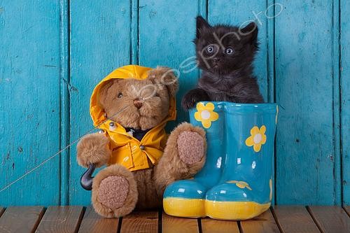 Biosphoto | 2439152 | Black kitten coming out blue rainboot with teddy bear blue door background in studio | &copy; Hélène & Jean-Michel Sotto / Biosphoto
