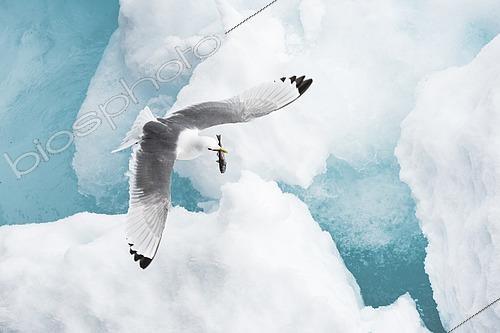 Biosphoto | 2611465 | Black-legged kittiwake (Rissa tridactyle) catching a fish between broken ice floes off the coast of Spitsbergen. | &copy; Raphaël Sané / Biosphoto