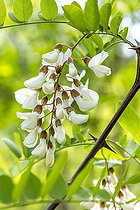 Biosphoto | 2587967 | Black Locust (Robinia pseudoacacia) flowers, Var, France | &copy; Marie Aymerez / Biosphoto