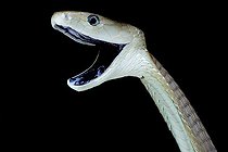 Biosphoto | 2064169 | Black mamba (Dendroaspis polylepis), Uganda | &copy; Matthijs Kuijpers / Biosphoto