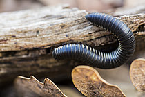 Biosphoto | 2621338 | Black millipede (Tachypodoiulus niger), Cévennes National Park, France. | &copy; Philippe Lebeaux / Biosphoto