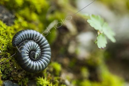 Biosphoto | 2621353 | Black millipede (Tachypodoiulus niger) rolled up in a spiral, Cévennes National Park, France. | &copy; Philippe Lebeaux / Biosphoto