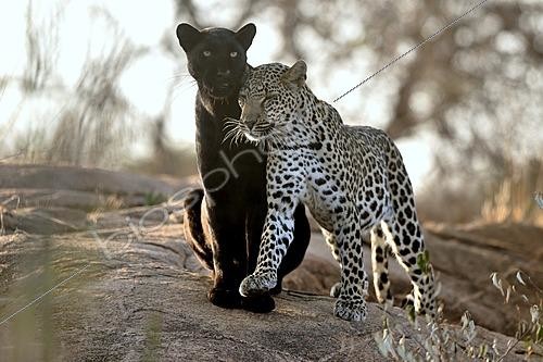 Biosphoto | 2625981 | Black panther (Panthera pardus) - melanistic leopard and its cub in the bush, Laikipia region, Kenya. | &copy; Pierre Vernay / Biosphoto
