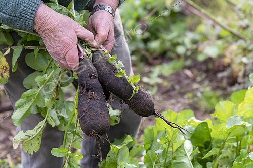 Biosphoto | 2525725 | Black radish harvest, autumn, Moselle, France | &copy; Yann Avril / Biosphoto