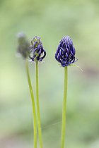 Biosphoto | 2588118 | Black Rampion (Phyteuma nigrum), France, Moselle, spring | &copy; Yann Avril / Biosphoto
