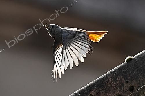 Biosphoto | 2629115 | Black Redstart (Phoenicurus ochruros) in flight, Buxières-sous-les-Côtes, Lorraine, France. | &copy; Stéphane Vitzthum / Biosphoto