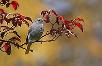 Biosphoto | 2492881 | Black Redstart (Phoenicurus ochruros) on Common Dogwood (Cornus sanguinea), Vosges du Nord Regional Nature Park, France | &copy; Michel Rauch / Biosphoto