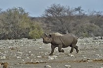 Biosphoto | 2057284 | Black Rhino who managed to repel the attack of three lions. | &copy; Michel Bureau / Biosphoto
