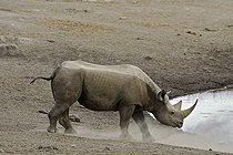 Biosphoto | 2057261 | Black Rhinoceros coming to drink from a water point. | &copy; Michel Bureau / Biosphoto