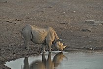 Biosphoto | 2057262 | Black Rhinoceros coming to drink from a water point. | &copy; Michel Bureau / Biosphoto