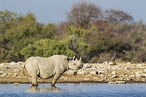 Biosphoto | 2059173 | Black Rhinoceros (Diceros bicornis) - Also called Hook-lipped Rhinoceros. Male at a waterhole. Etosha National Park, Namibia. | &copy; Thomas Dressler / Biosphoto
