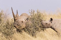 Biosphoto | 2169963 | Black rhinoceros or hook-lipped rhinoceros (Diceros bicornis), mother and young, 3O years and 14 months old, Kalahari Desert, South African Republic | &copy; Sylvain Cordier / Biosphoto