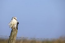 Biosphoto | 2583784 | Black-shouldered Kite (Elanus caeruleus) on a stake, Mont Saint-Michel Bay, Normandy, France | &copy; Emile Barbelette / Biosphoto