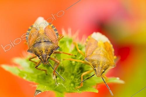 Biosphoto | 2011740 | Black-shouldered Shield Bugs on Scabiosa - Alsace France | &copy; Benoît Personnaz / Biosphoto