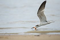 Biosphoto | 2592671 | Black Skimmer (Rynchops niger) fishing in flight, French Guiana | &copy; Nicolas Defaux / Biosphoto