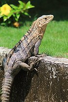 Biosphoto | 2395093 | Black spiny-tailed iguana (Ctenosaura similis), Costa Rica | &copy; Jean-François Noblet / Biosphoto